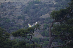 Cacatua galerita galerita
