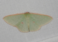 Chlorocoma cadmaria