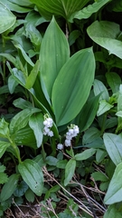 Convallaria pseudomajalis