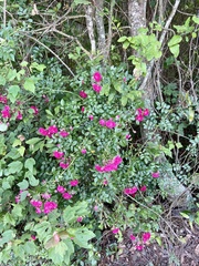 Rosa gallica