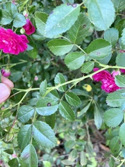 Rosa gallica