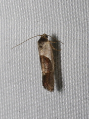 Eupselia holoxantha
