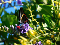 Mysoria barcastus