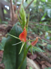 Cryptostylis arachnites