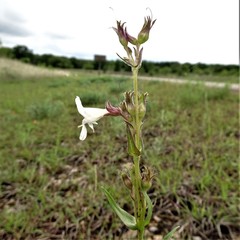 Penstemon guadalupensis