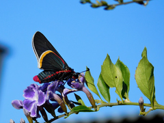 Mysoria barcastus