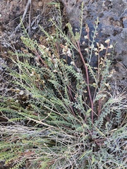 Astragalus oniciformis