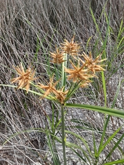 Cyperus haspan