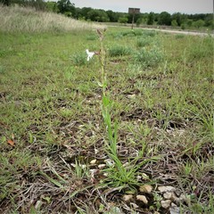 Penstemon guadalupensis
