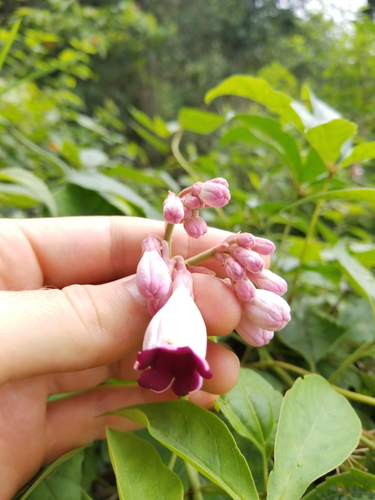 Amalocalyx microlobus