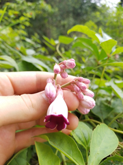 Amalocalyx microlobus