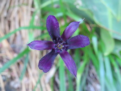 Victor Farjalla Pontes, CC BY, iNaturalist via GBIF Barbacenia purpurea, photograph Victor Farjalla Pontes, CC BY, iNaturalist via GBIF