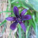 Barbacenia purpurea - Photo (c) Victor Farjalla Pontes,  זכויות יוצרים חלקיות (CC BY), הועלה על ידי Victor Farjalla Pontes