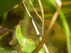 Acanthagrion lancea
