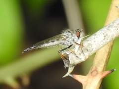 Neoitamus flavofemoratus