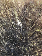 Chlorogalum angustifolium