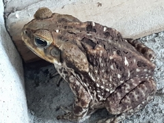 Rhinella horribilis