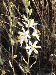 Chlorogalum angustifolium