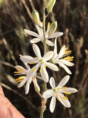 Chlorogalum angustifolium