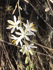 Chlorogalum angustifolium