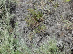 Leiothlypis celata sordida