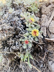 Eriogonum caespitosum