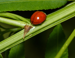 Harmonia axyridis