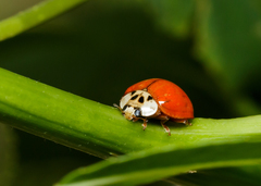 Harmonia axyridis