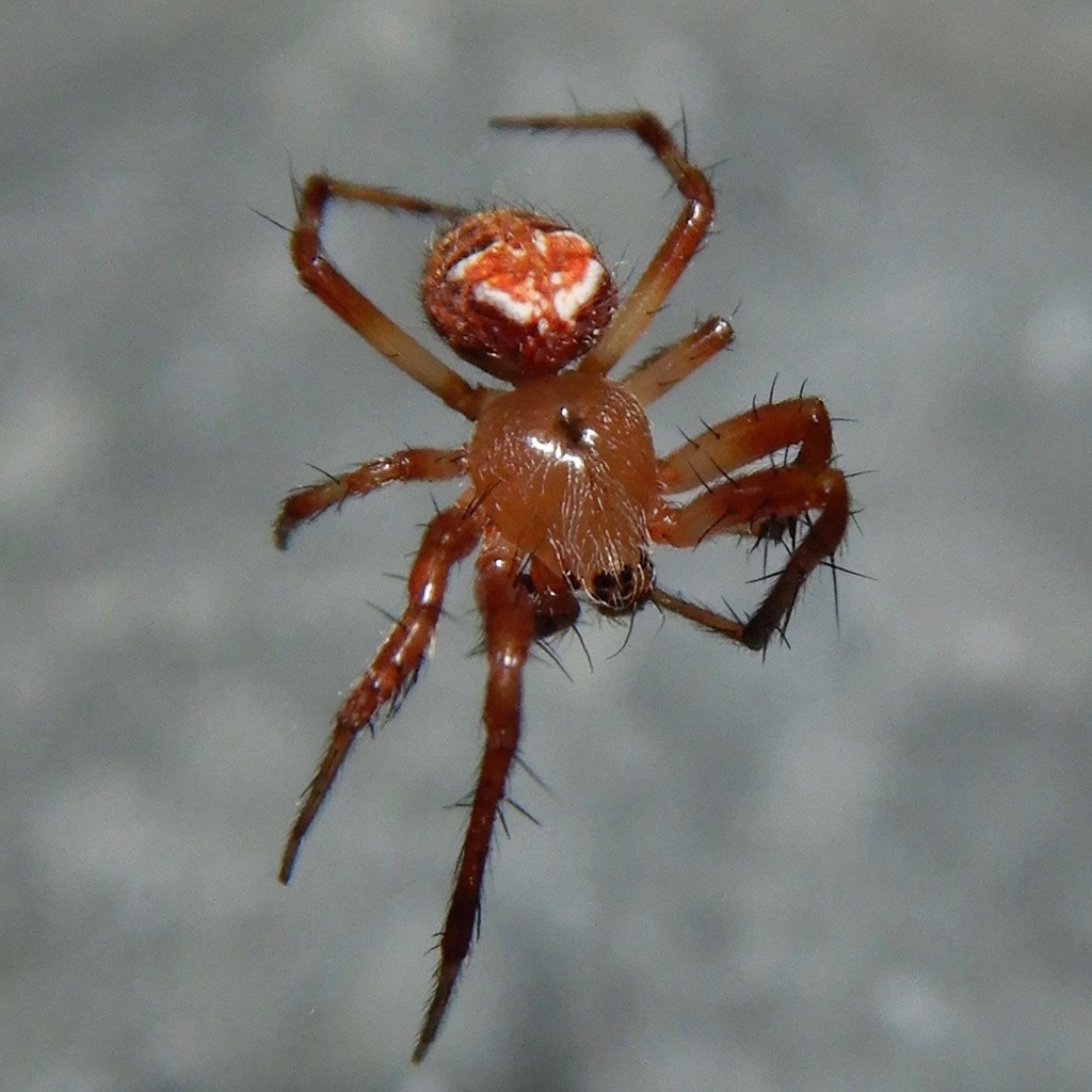 Butterfly Orbweaver from Chaney Trail, Altadena, Los Angeles County, CA ...