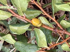 Diospyros humilis