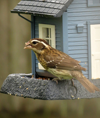 Pheucticus ludovicianus