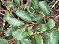 Diospyros humilis