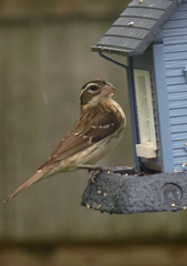 Pheucticus ludovicianus