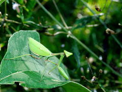 Pseudoxyops