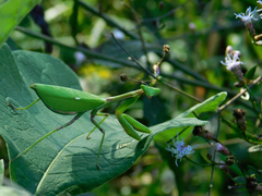 Pseudoxyops