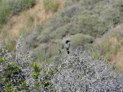 Aphelocoma insularis