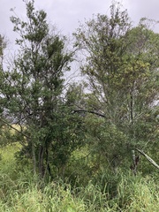 Diospyros humilis