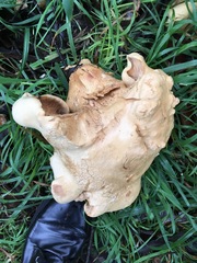 Leucopaxillus albissimus image