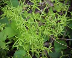 Floerkea proserpinacoides