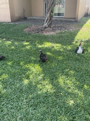 Cairina moschata domestica