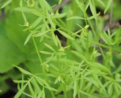 Floerkea proserpinacoides