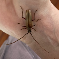Ochrocydus huttoni