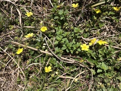 Potentilla matsumurae