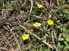 Potentilla matsumurae