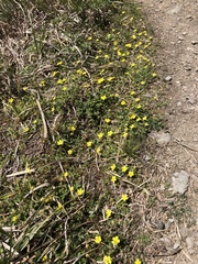 Potentilla matsumurae
