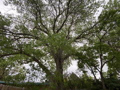 Populus deltoides wislizenii