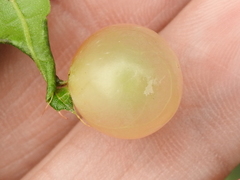 Amphibolips quercusracemaria