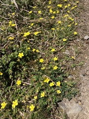 Potentilla matsumurae
