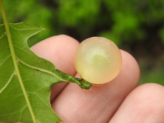 Amphibolips quercusracemaria