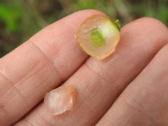 Amphibolips quercusracemaria